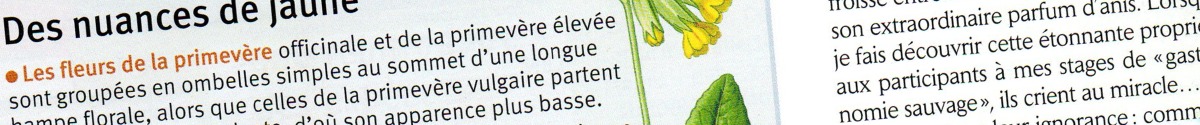 flore_gourmande_cueillette_plantes_sauvages_comestibles_activites_001