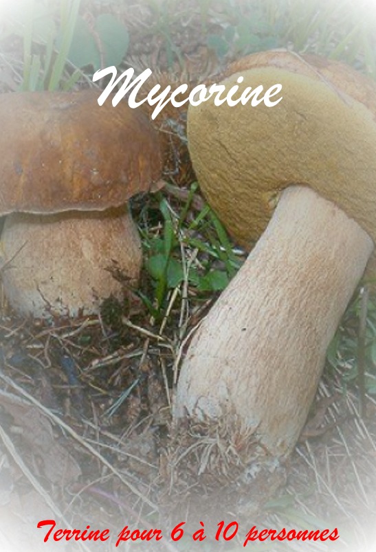 cueillette-plantes-sauvages-evenement-nord-pas-de-calais-sortie-famille-familiale-bio-nature-sauvag-recette-sante-mycorine-champignons-001